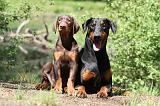 DOBERMANN 845